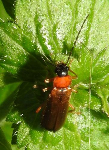 Réf. 275 321 : Rhagonycha lutea